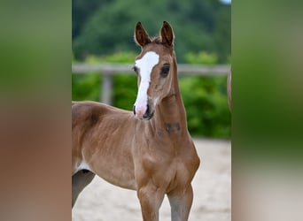 Deutsches Sportpferd, Hengst, , Brauner