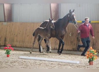 Deutsches Sportpferd, Hengst, Fohlen (05/2023), Brauner