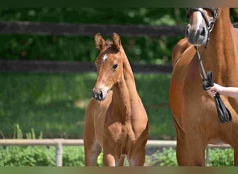 Deutsches Sportpferd, Hengst, , Brauner