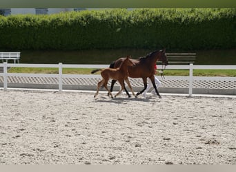 Deutsches Sportpferd, Hengst, Fohlen (04/2025), Brauner