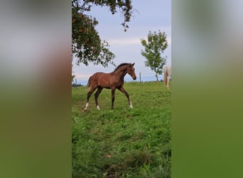 Deutsches Sportpferd, Hengst, Fohlen (04/2025), Brauner