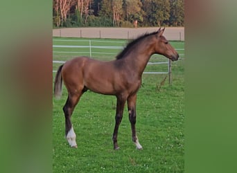 Deutsches Sportpferd, Hengst, Fohlen (04/2025), Brauner