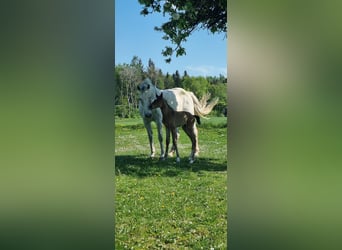 Deutsches Sportpferd, Hengst, , Brauner