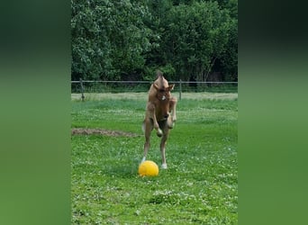 Deutsches Sportpferd, Hengst, Fohlen (04/2025), Brauner