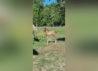 Deutsches Sportpferd, Hengst, , Brauner