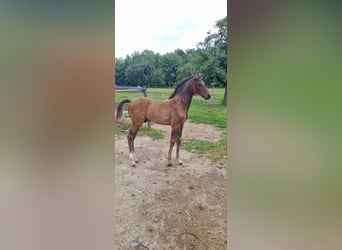 Deutsches Sportpferd, Hengst, , Brauner
