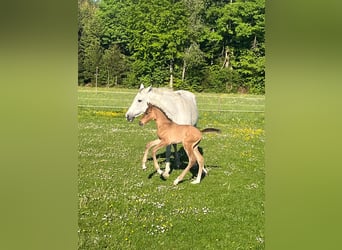 Deutsches Sportpferd, Hengst, , Brauner
