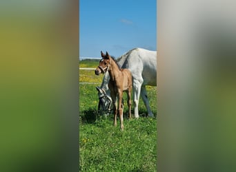 Deutsches Sportpferd, Hengst, , Brauner