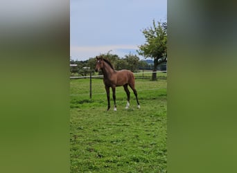 Deutsches Sportpferd, Hengst, Fohlen (04/2025), Brauner