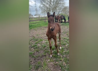 Deutsches Sportpferd, Hengst, Fohlen (03/2026), Brauner
