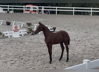 Deutsches Sportpferd, Hengst, Fohlen (04/2026), Brauner