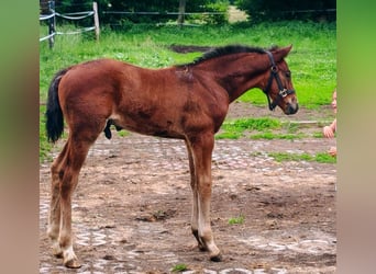 Deutsches Sportpferd, Hengst, Fohlen (05/2025), Brauner