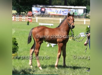 Deutsches Sportpferd, Hengst, Fohlen (05/2025), Brauner