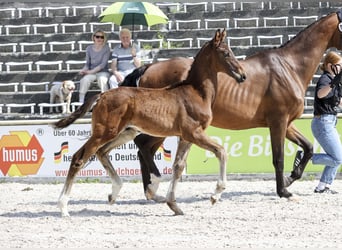 Deutsches Sportpferd, Hengst, Fohlen (03/2025), Brauner