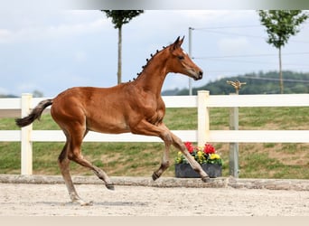 Deutsches Sportpferd, Hengst, Fohlen (04/2025), Brauner