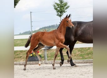 Deutsches Sportpferd, Hengst, Fohlen (04/2025), Brauner