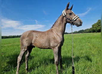 Deutsches Sportpferd, Hengst, Fohlen (04/2024), Brauner