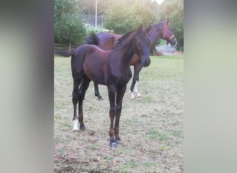 Deutsches Sportpferd, Hengst, Fohlen (05/2024)