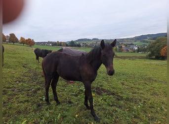 Deutsches Sportpferd, Hengst, Fohlen (04/2025), Dunkelbrauner