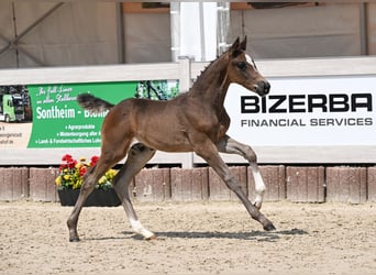 Deutsches Sportpferd, Hengst, Fohlen (05/2025), Dunkelbrauner