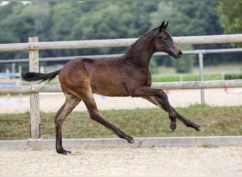 Deutsches Sportpferd, Hengst, Fohlen (05/2025), Dunkelbrauner
