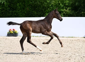 Deutsches Sportpferd, Hengst, Fohlen (04/2025), Dunkelbrauner