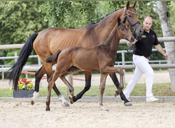 Deutsches Sportpferd, Hengst, Fohlen (04/2025), Dunkelbrauner