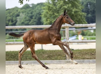Deutsches Sportpferd, Hengst, Fohlen (04/2025), Dunkelbrauner
