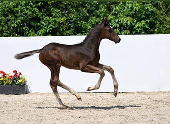 Deutsches Sportpferd, Hengst, Fohlen (05/2025), Dunkelbrauner