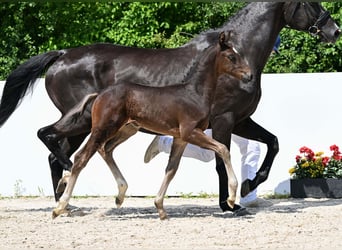 Deutsches Sportpferd, Hengst, Fohlen (05/2025), Dunkelbrauner