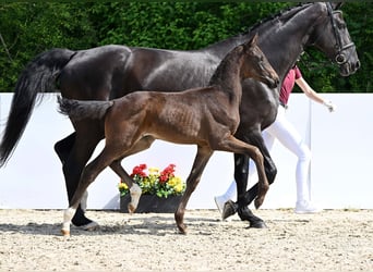 Deutsches Sportpferd, Hengst, Fohlen (04/2025), Dunkelbrauner