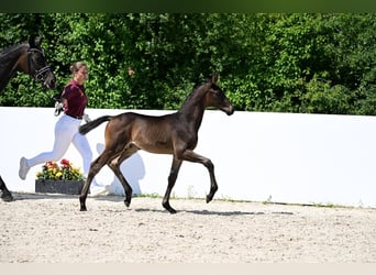 Deutsches Sportpferd, Hengst, , Dunkelbrauner