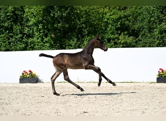 Deutsches Sportpferd, Hengst, , Dunkelbrauner