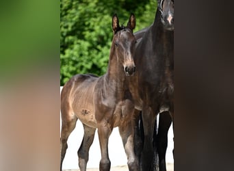 Deutsches Sportpferd, Hengst, , Dunkelbrauner