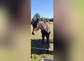 Deutsches Sportpferd, Hengst, Fohlen (05/2025), Dunkelbrauner