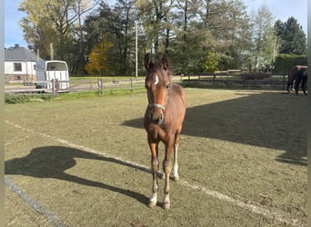 Deutsches Sportpferd, Hengst, Fohlen (06/2025), Dunkelbrauner