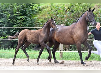 Deutsches Sportpferd, Hengst, , Dunkelbrauner