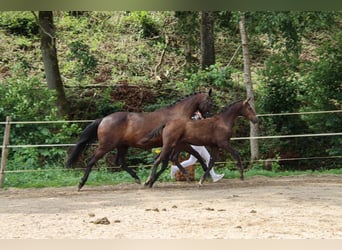 Deutsches Sportpferd, Hengst, , Dunkelbrauner