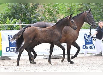 Deutsches Sportpferd, Hengst, , Dunkelbrauner