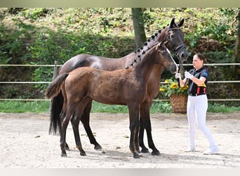 Deutsches Sportpferd, Hengst, , Dunkelbrauner