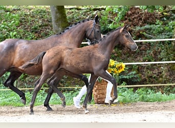 Deutsches Sportpferd, Hengst, , Dunkelbrauner