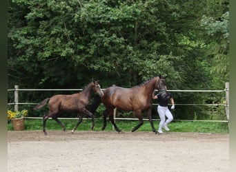 Deutsches Sportpferd, Hengst, , Dunkelbrauner