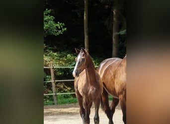 Deutsches Sportpferd, Hengst, , Dunkelbrauner