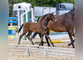 Deutsches Sportpferd, Hengst, Fohlen (05/2026), Dunkelbrauner