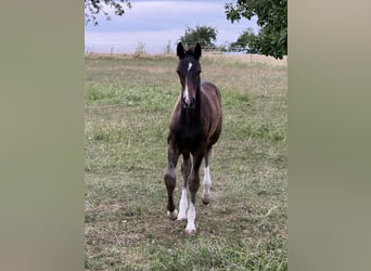 Deutsches Sportpferd, Hengst, Fohlen (04/2026), Dunkelbrauner