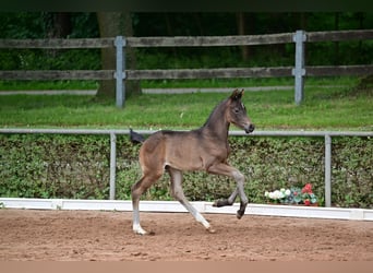 Deutsches Sportpferd, Hengst, Fohlen (05/2024), Dunkelbrauner