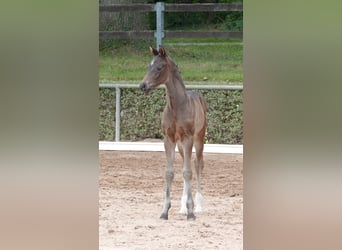 Deutsches Sportpferd, Hengst, Fohlen (05/2024), Dunkelbrauner