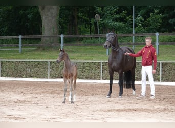 Deutsches Sportpferd, Hengst, Fohlen (05/2024), Dunkelbrauner