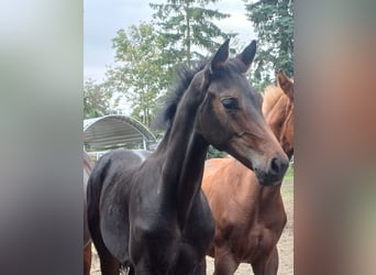 Deutsches Sportpferd, Hengst, Fohlen (05/2025), Dunkelbrauner