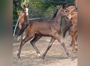 Deutsches Sportpferd, Hengst, Fohlen (05/2025), Dunkelbrauner